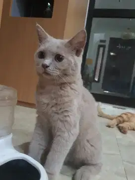 Open Adopsi BSH Kitten Jantan Lilac