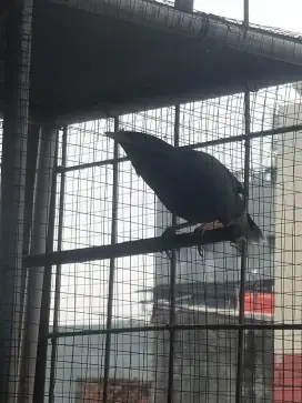 burung jalak kebo