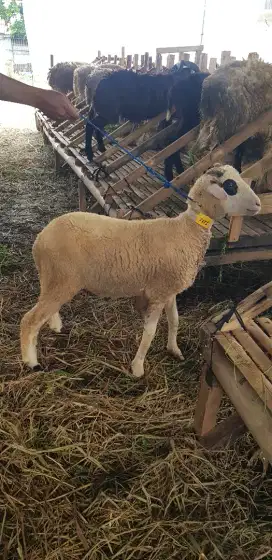 Jual sapi kurban dan jual domba kurban