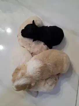 Dijual anak anjing pudel no stambum