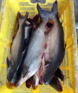 Jual hasil mancing fresh