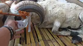 Jual Domba Qurban Sehat Berkualitas