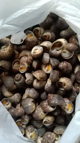 Keong laut / keong guci / keong macan