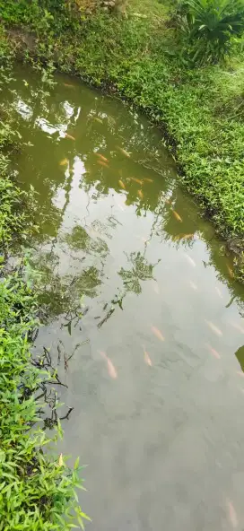 Ikan nila merah