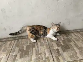 Kucing Munchkin