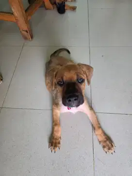 Puppy Betina Krim mix doberman