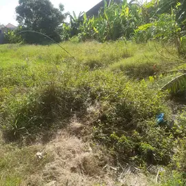 PULAU SAELUS 2 DI KONTRAKAN TANAH KOSONG