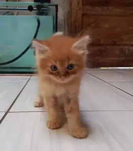 Kitten persmed x himalaya