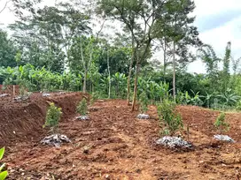 Kebun Alpukat Subur 2216m² Bonus Rumah Karanganyar