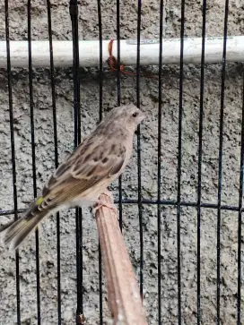 Burung blackthroat bostwana Jantan