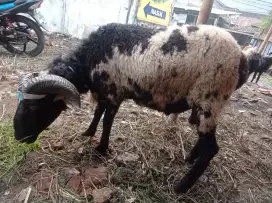 JUAL DOMBA 2 JT AN CIMAHI UTARA BUAT QURBAN