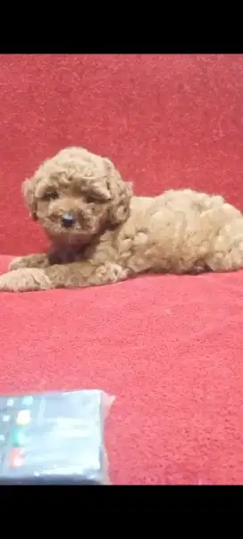 Poodle red toys