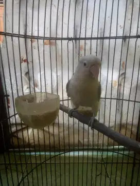 Burung.  Lovebird    Betina
