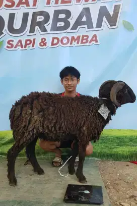 HEWAN QURBAN DOMBA DAN SAPI