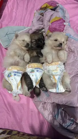 OPEN ADOPSI ANAKAN MINI POM
