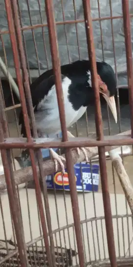 Jual burung jalak suren jantan sdh deker BURJA