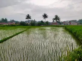 DIJUAL SAWAH SHM AN SENDIRI