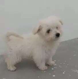 Anak Anjing Maltizhu Lucu