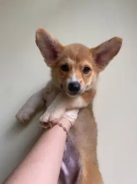 Dijual anak anjing puppy Corgi jantan male sable stambum vaksin chip