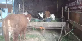 Patungan sapi qurban pemotongan Hari H bisa disaksikan