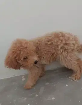Anak Anjing Podell