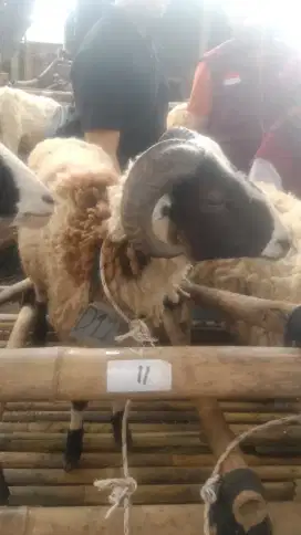 Hewan qurban murah 2025#sapi murah#domba murah