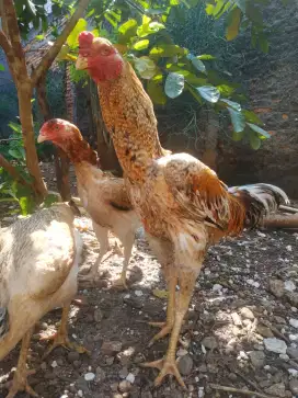 Sepasang silangan ayam Shamo Zuchter x Aseel parrot