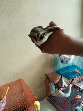 Jual Sugar Glider