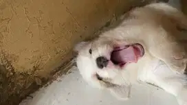 Corgy x maltase