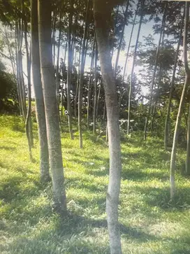 JUAL TANAH PLUS BANGUNAN SERTA POHON SENGON