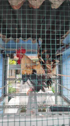 Ayam Kate wido Jantan