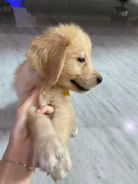 Anak Anjing Puppy Golden Retriever Jantan Stambum Perkin Sehat Jinak