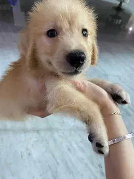 Anak Anjing Puppy Breed Golden Retriever Stambum Surat Jantan Sehat