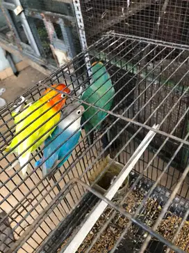 Burung Lovebird