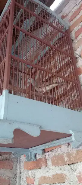 Burung perkutut udan emas lokal alam hasil tangkapan punden
