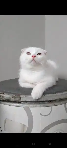 Kucing Scottish fold jantan