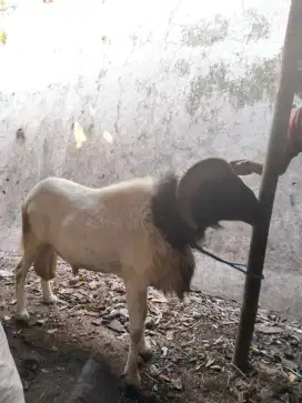 Domba qurban/domba besar