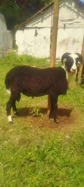 Domba garut untuk qurban