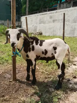Hewan qurban domba garut