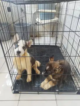 Anjing border collie mix husky jantan