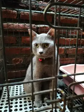 Kucing jantan abu solid bulu pendek