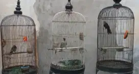 Di jual murah 3 burung,trotoan,kutilang,wilis plusk