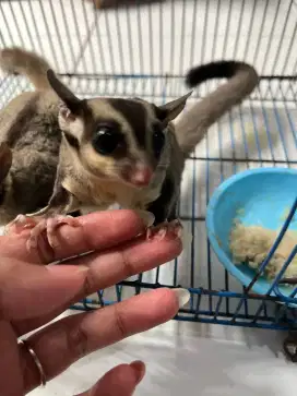 JUAL SUGER GLIDER