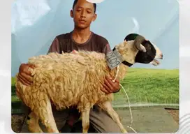 Jual domba murah untuk qurban/aqiqah