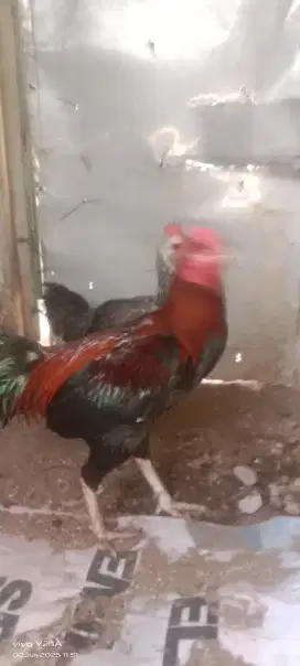 jual bangkok ukuran 5..biang pelung bisa kokok pelung asli..