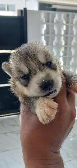 ANAK ANJING HUSKY