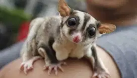 Sugar glider 2 bulan betina