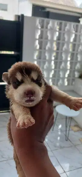 ANAK ANJING HUSKY