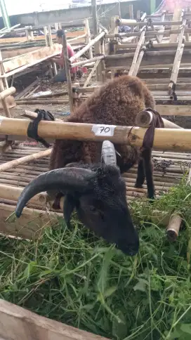 Domba murah#sapi murah#hewan qurban murah 2025#nego# 2 jutaan#gratis