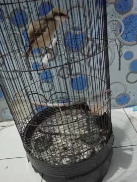 Anakan burung cendet